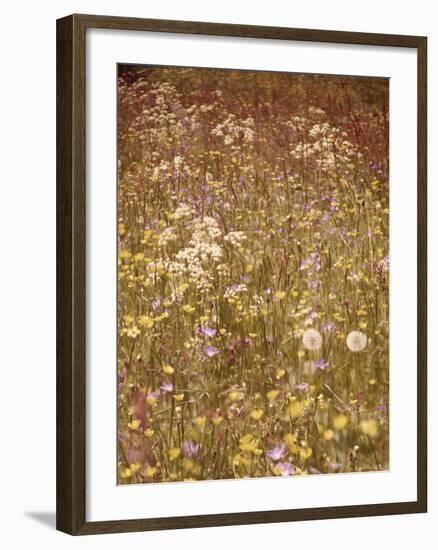 Flower Meadow, Early Summer, Medium Close-Up-Thonig-Framed Photographic Print