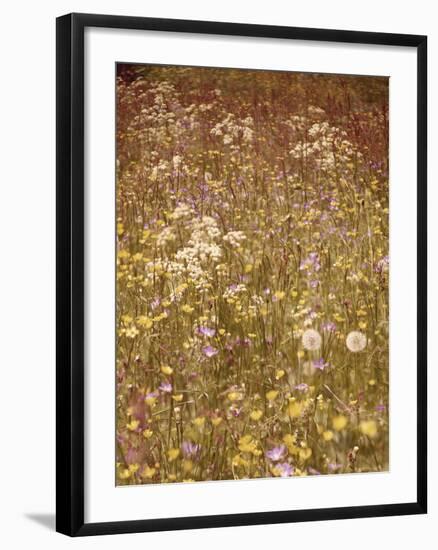 Flower Meadow, Early Summer, Medium Close-Up-Thonig-Framed Photographic Print