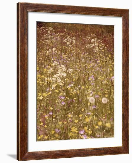 Flower Meadow, Early Summer, Medium Close-Up-Thonig-Framed Photographic Print