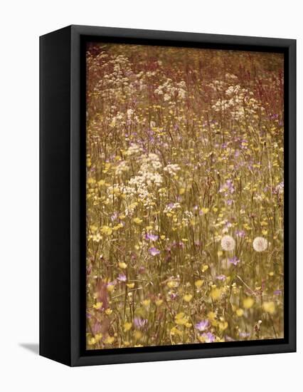 Flower Meadow, Early Summer, Medium Close-Up-Thonig-Framed Premier Image Canvas