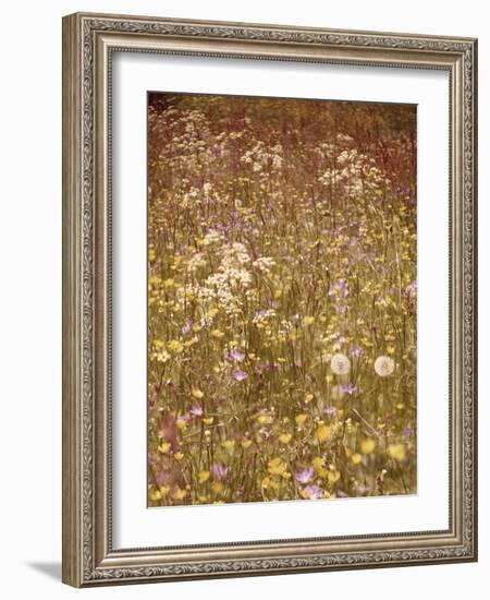 Flower Meadow, Early Summer, Medium Close-Up-Thonig-Framed Photographic Print