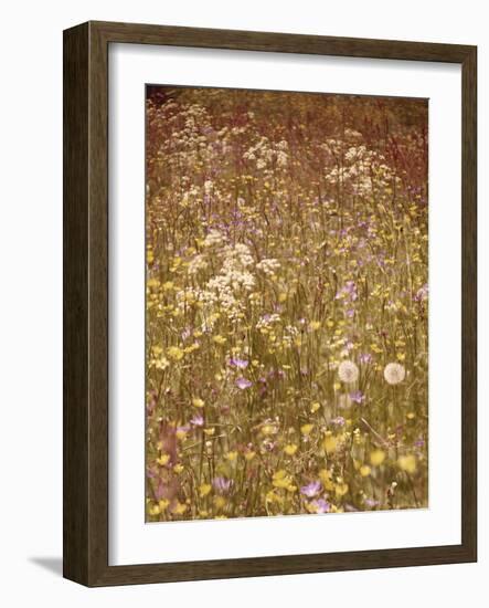 Flower Meadow, Early Summer, Medium Close-Up-Thonig-Framed Photographic Print