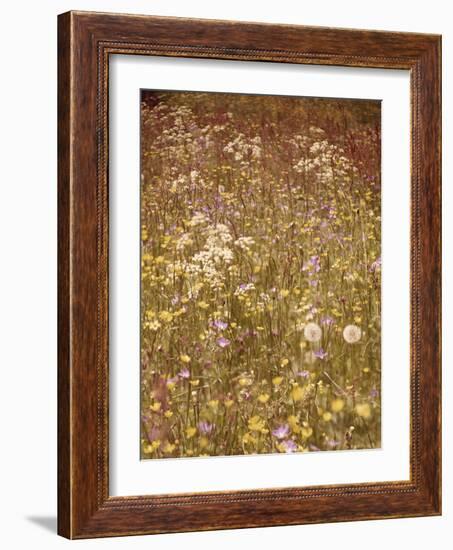 Flower Meadow, Early Summer, Medium Close-Up-Thonig-Framed Photographic Print