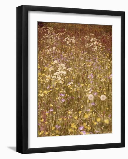 Flower Meadow, Early Summer, Medium Close-Up-Thonig-Framed Photographic Print