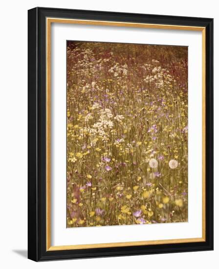 Flower Meadow, Early Summer, Medium Close-Up-Thonig-Framed Photographic Print