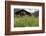 Flower Meadow, Farmhouse-Roland T.-Framed Photographic Print