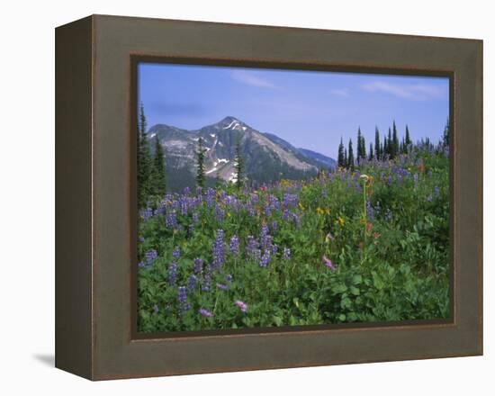 Flower Meadow, Mount Revelstoke National Park, Rocky Mountains, British Columbia (B.C.), Canada-Geoff Renner-Framed Premier Image Canvas