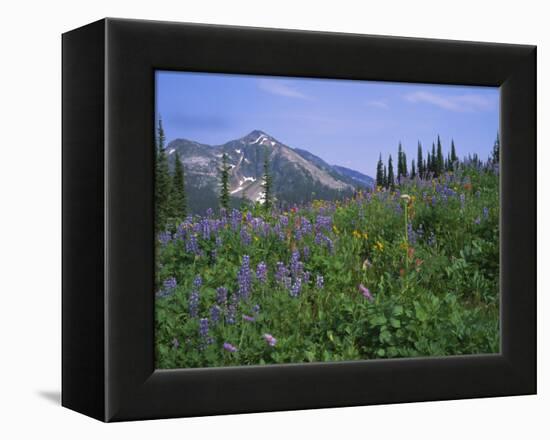 Flower Meadow, Mount Revelstoke National Park, Rocky Mountains, British Columbia (B.C.), Canada-Geoff Renner-Framed Premier Image Canvas
