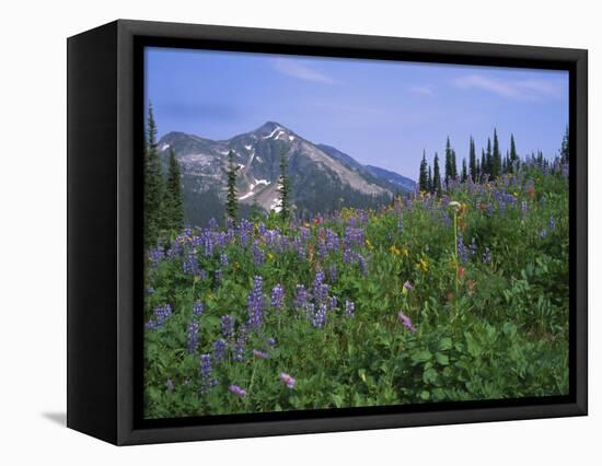 Flower Meadow, Mount Revelstoke National Park, Rocky Mountains, British Columbia (B.C.), Canada-Geoff Renner-Framed Premier Image Canvas