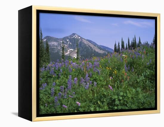 Flower Meadow, Mount Revelstoke National Park, Rocky Mountains, British Columbia (B.C.), Canada-Geoff Renner-Framed Premier Image Canvas