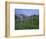 Flower Meadow, Mount Revelstoke National Park, Rocky Mountains, British Columbia (B.C.), Canada-Geoff Renner-Framed Photographic Print