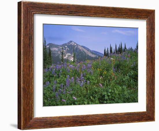 Flower Meadow, Mount Revelstoke National Park, Rocky Mountains, British Columbia (B.C.), Canada-Geoff Renner-Framed Photographic Print