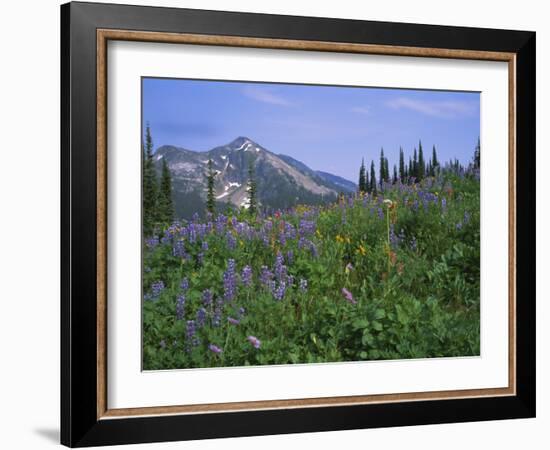 Flower Meadow, Mount Revelstoke National Park, Rocky Mountains, British Columbia (B.C.), Canada-Geoff Renner-Framed Photographic Print