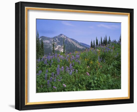 Flower Meadow, Mount Revelstoke National Park, Rocky Mountains, British Columbia (B.C.), Canada-Geoff Renner-Framed Photographic Print