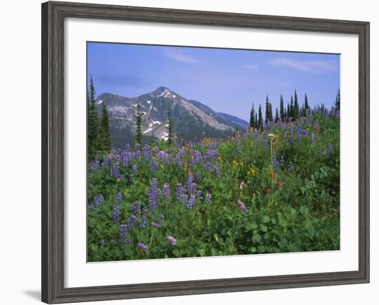 Flower Meadow, Mount Revelstoke National Park, Rocky Mountains, British Columbia (B.C.), Canada-Geoff Renner-Framed Photographic Print