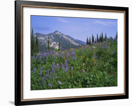 Flower Meadow, Mount Revelstoke National Park, Rocky Mountains, British Columbia (B.C.), Canada-Geoff Renner-Framed Photographic Print