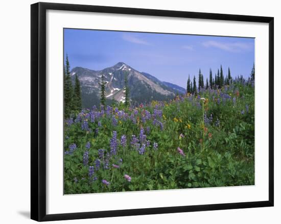 Flower Meadow, Mount Revelstoke National Park, Rocky Mountains, British Columbia (B.C.), Canada-Geoff Renner-Framed Photographic Print