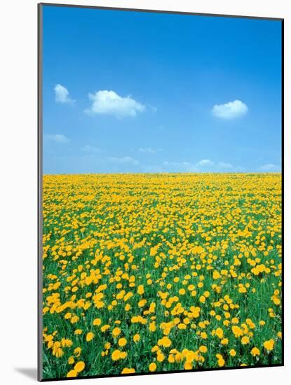 Flower meadow with blooming dandelion-Herbert Kehrer-Mounted Photographic Print