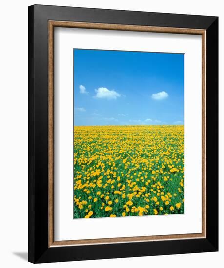 Flower meadow with blooming dandelion-Herbert Kehrer-Framed Photographic Print