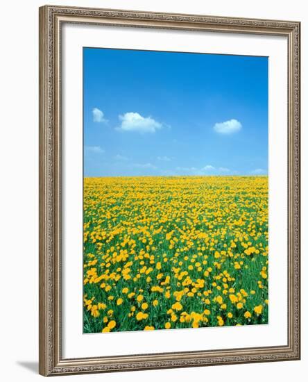 Flower meadow with blooming dandelion-Herbert Kehrer-Framed Photographic Print