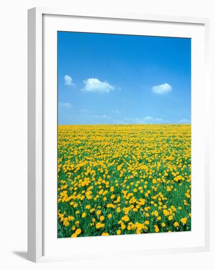 Flower meadow with blooming dandelion-Herbert Kehrer-Framed Photographic Print