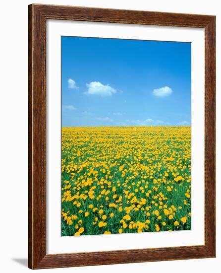 Flower meadow with blooming dandelion-Herbert Kehrer-Framed Photographic Print