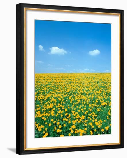 Flower meadow with blooming dandelion-Herbert Kehrer-Framed Photographic Print