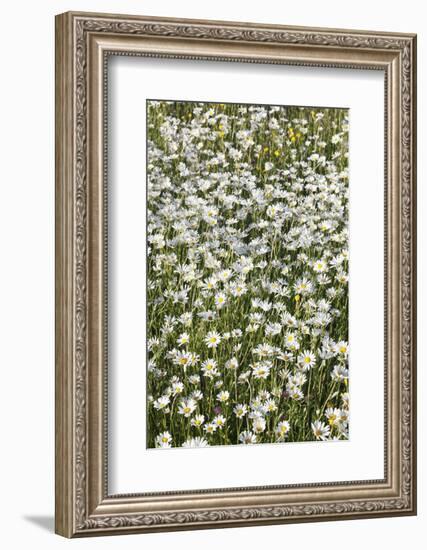 Flower Meadow with Marguerites (Leucanthemum Vulgare), Baden Wurttemberg, Germany, Europe-Markus Lange-Framed Photographic Print