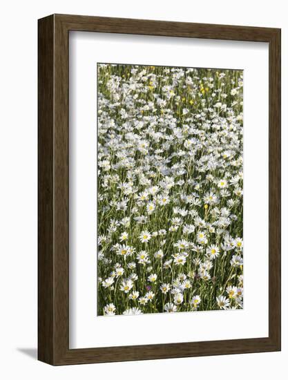 Flower Meadow with Marguerites (Leucanthemum Vulgare), Baden Wurttemberg, Germany, Europe-Markus Lange-Framed Photographic Print
