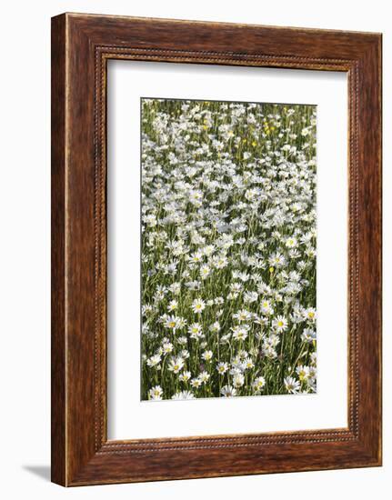 Flower Meadow with Marguerites (Leucanthemum Vulgare), Baden Wurttemberg, Germany, Europe-Markus Lange-Framed Photographic Print