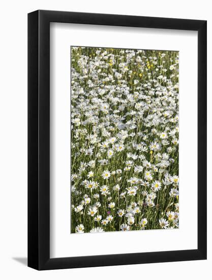 Flower Meadow with Marguerites (Leucanthemum Vulgare), Baden Wurttemberg, Germany, Europe-Markus Lange-Framed Photographic Print