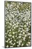 Flower Meadow with Marguerites (Leucanthemum Vulgare), Baden Wurttemberg, Germany, Europe-Markus Lange-Mounted Photographic Print