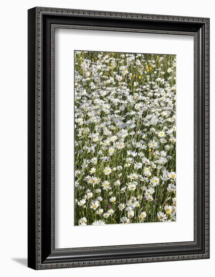 Flower Meadow with Marguerites (Leucanthemum Vulgare), Baden Wurttemberg, Germany, Europe-Markus Lange-Framed Photographic Print