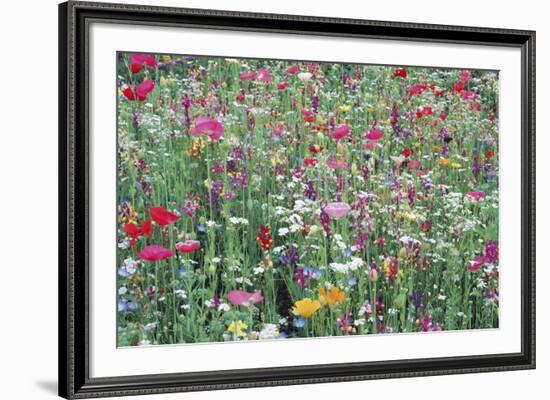 Flower Meadow-Ella Lancaster-Framed Giclee Print