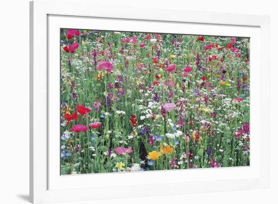 Flower Meadow-Ella Lancaster-Framed Giclee Print