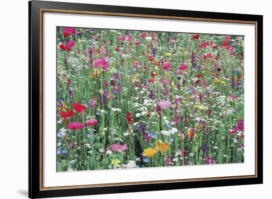 Flower Meadow-Ella Lancaster-Framed Giclee Print