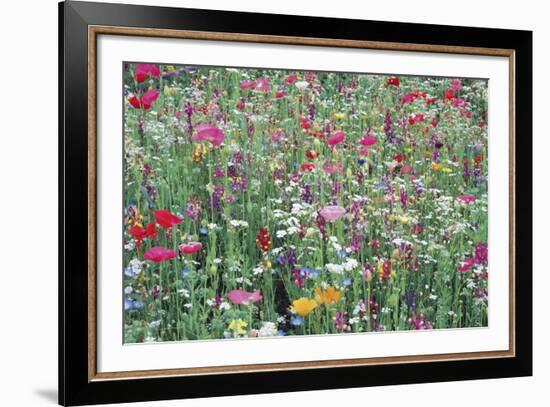 Flower Meadow-Ella Lancaster-Framed Giclee Print