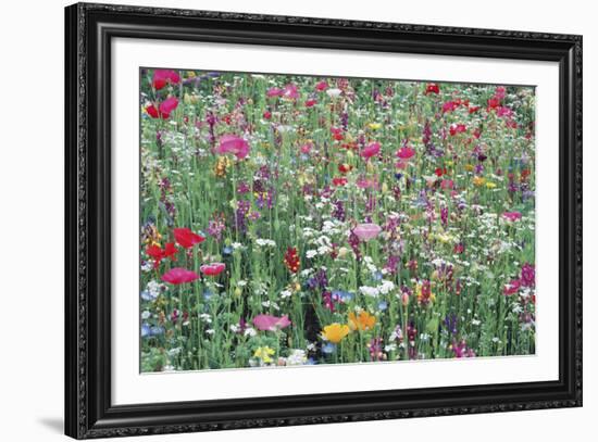 Flower Meadow-Ella Lancaster-Framed Giclee Print