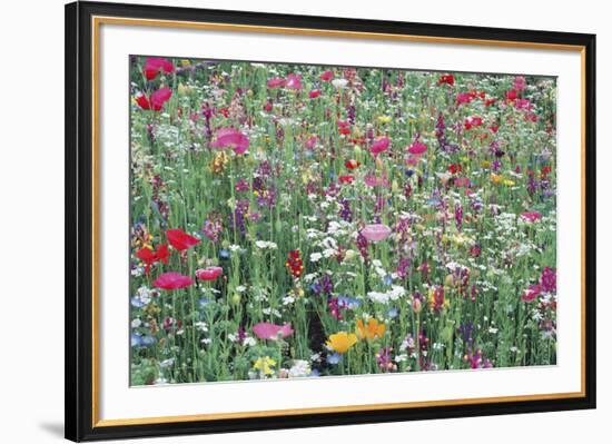 Flower Meadow-Ella Lancaster-Framed Giclee Print