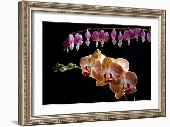 Flower mix bleeding heart and orchid hang together-Charles Bowman-Framed Photographic Print