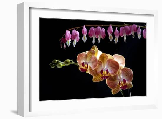 Flower mix bleeding heart and orchid hang together-Charles Bowman-Framed Photographic Print