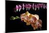 Flower mix bleeding heart and orchid hang together-Charles Bowman-Mounted Photographic Print