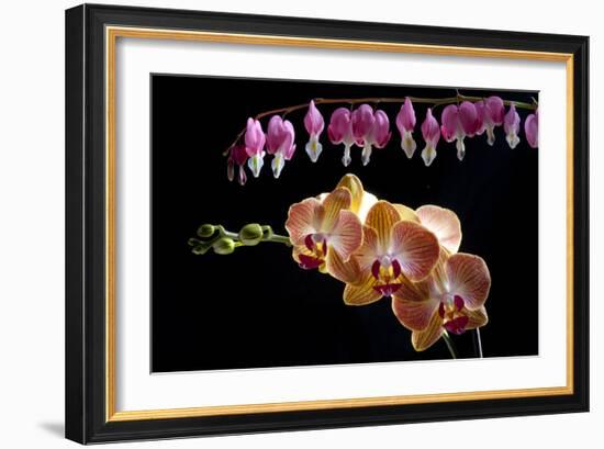 Flower mix bleeding heart and orchid hang together-Charles Bowman-Framed Photographic Print
