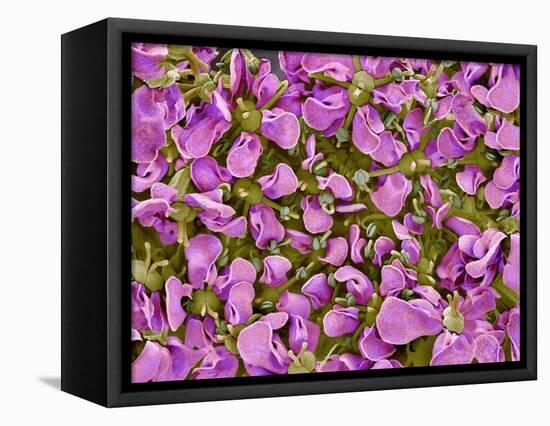 Flower of a parsley plant-Micro Discovery-Framed Premier Image Canvas