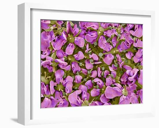 Flower of a parsley plant-Micro Discovery-Framed Photographic Print