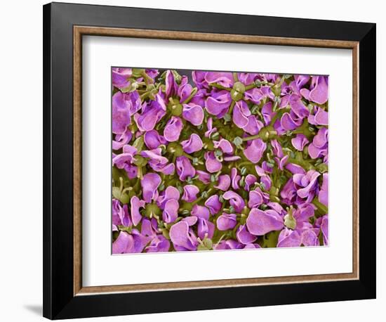 Flower of a parsley plant-Micro Discovery-Framed Photographic Print