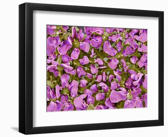 Flower of a parsley plant-Micro Discovery-Framed Photographic Print