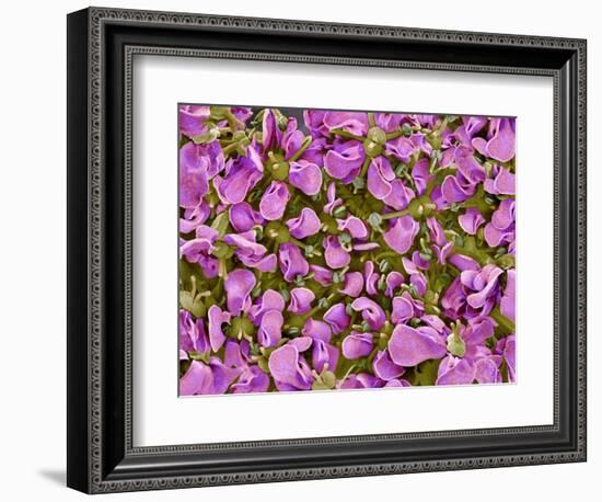 Flower of a parsley plant-Micro Discovery-Framed Photographic Print