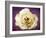 Flower of a White Rose, Texture, Birds, Composing-Alaya Gadeh-Framed Photographic Print