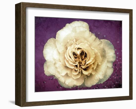 Flower of a White Rose, Texture, Birds, Composing-Alaya Gadeh-Framed Photographic Print